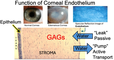 Histological cross section of the human cornea.